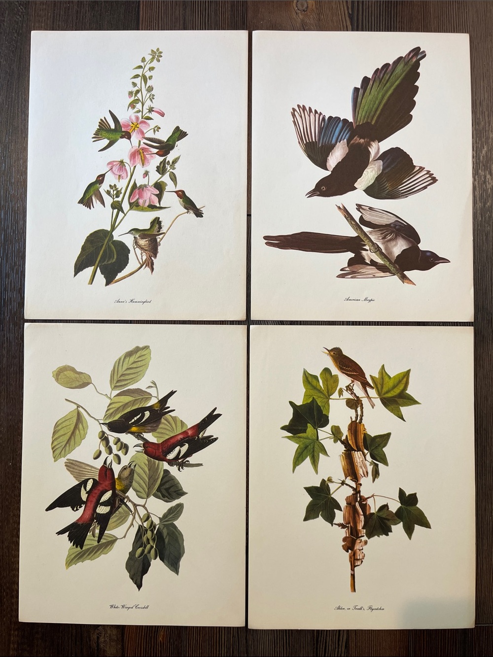 Audubon Birds Of America Prints (L4)